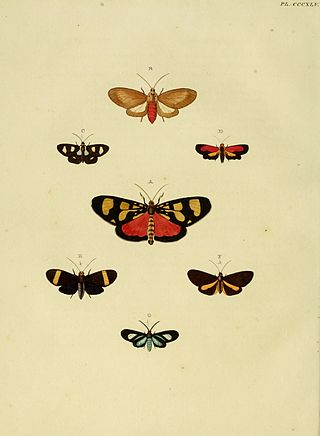 <i>Epidesma ursula</i> Species of moth