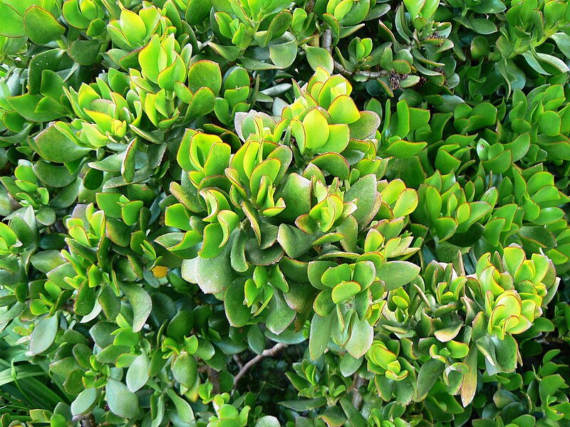 File:Crassula ovata - Jade Plant - South Africa 6.JPG