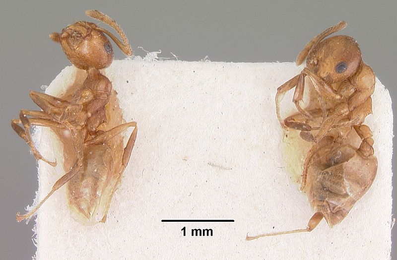 File:Crematogaster sewellii casent0102294 dorsal 2.jpg