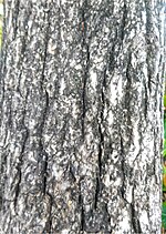 Miniatuur voor Bestand:Crescentia cujete 01 bark.jpg
