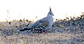Crested Pigeon (Ocyphaps lophotes) (31217917022).jpg