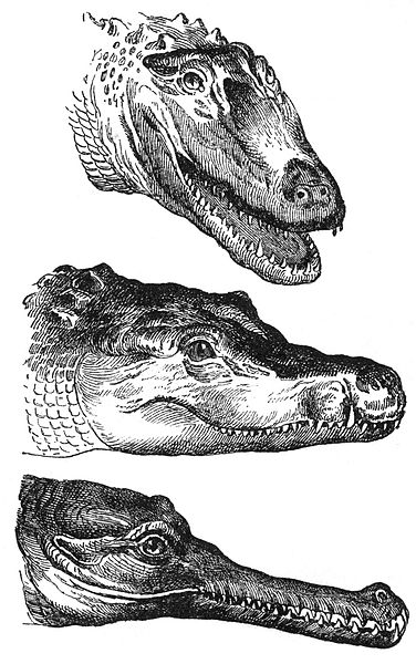 File:Crocodylidae-drawing.jpg