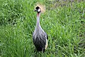 Crowned crane