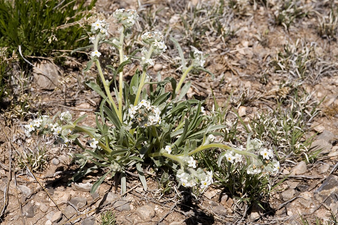 Oreocarya suffruticosa