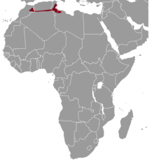 Ctenodactylus gundi ауқымы map.png