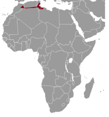 Ctenodactylus gundi range map.png 