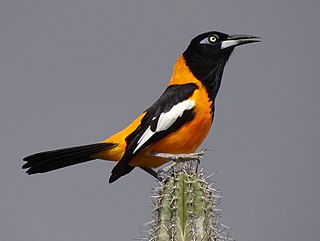 Venezuelan troupial Species of bird