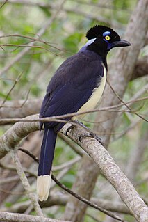 <i>Cyanocorax</i> Genus of birds