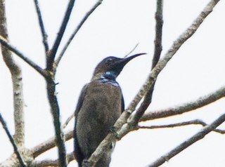 Blue-throated brown sunbird