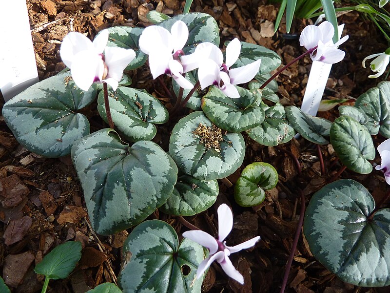 File:Cyclamen coum (Myrsinaceae) plant.jpg