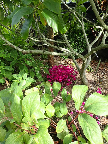 File:Cyclamen hederifolium dark pink - Flickr - peganum (4).jpg