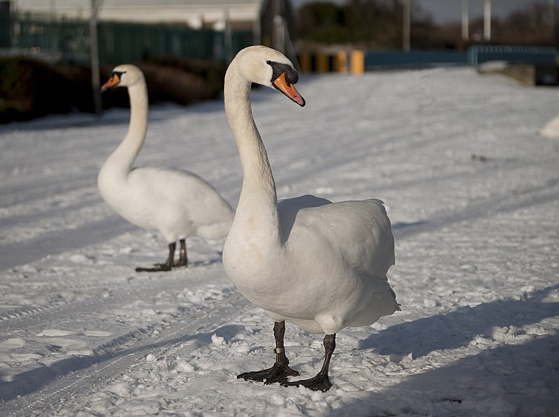 File:Cygnus olor -Bray, Ireland-8.jpg