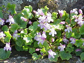 Cymbalaria muralis