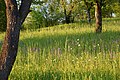 Dörzbach - blühende Streuobstwiesen am nördlichen Jagsthang 3