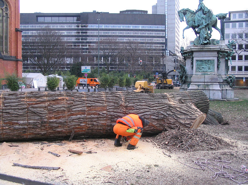 File:Düsseldorf, Martin-Luther-Platz, Abholzen von zwei alten Bäumen, 2012-02 (2).jpg