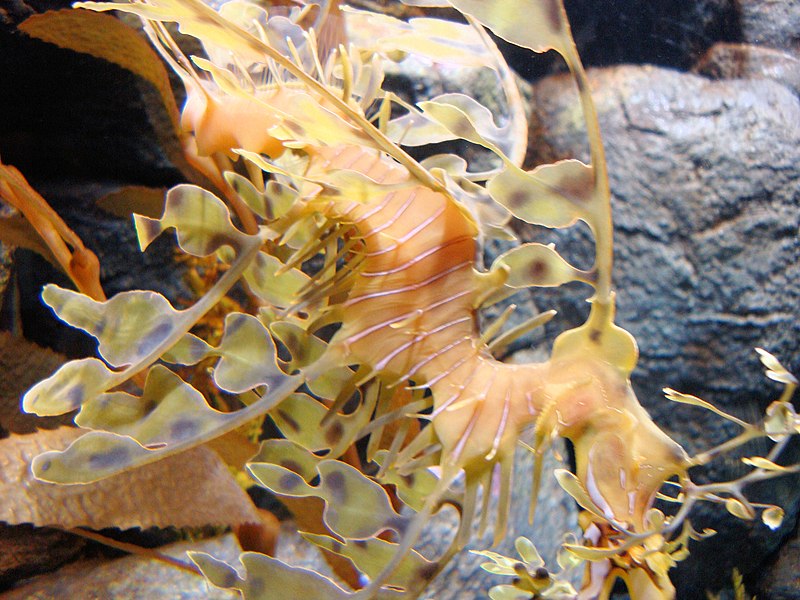 File:DSC28193, Leafy Sea Dragon, Monterey Bay Aquarium, Monterey, California, USA (4326307305).jpg