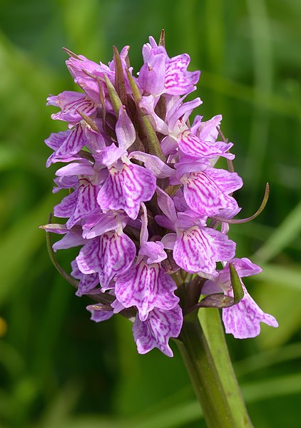 File:Dactylorhiza incarnata hybrid - kahkjaspunase sõrmkäpa hübriid (cropped).jpg