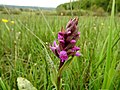 Dactylorhiza majalis Germany - Ittersbach