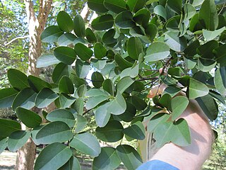 <i>Dalbergia hupeana</i> Species of plant in the family Fabaceae