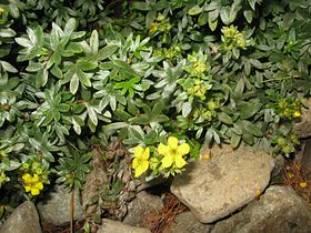 Dasiphora fruticosa, Japan 2.JPG