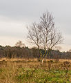 Natuurgebied van It Fryske Gea. Omgeving van Catspoele.