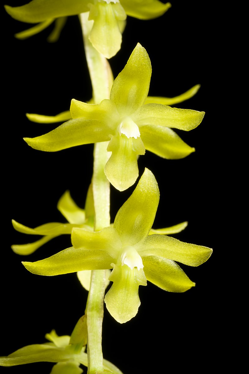 File:Dendrochilum kingii (Hook.f.) J.J.Sm.- Recueil Trav. Bot. Néerl. 1- 76  (1904). 20220608 201935.jpg - Wikimedia Commons