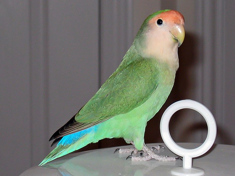 peach faced lovebird pied