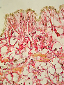 Epithelium of Deroceras laeve Deroceras laeve epithelium 400 saturn.jpg