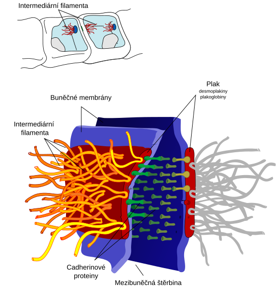 File:Desmosome cell junction cs.svg