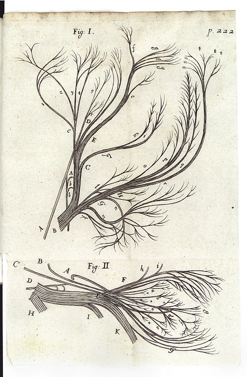 File:Diagram showing the brain and its nerves Wellcome L0033975.jpg