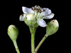 Fleur ouverte et fleurs en bouton.