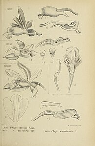 fig. 146 Phaius callosus fig. 147 Phaius pauciflorus fig. 148 Phaius amboinensis