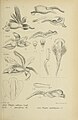 Phaius callosus figure 146 in: Johannes Jacobus Smith: Die Orchideen von Java Figuren-Atlas - 2. Heft Leiden (1909)