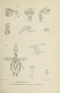 fig. 414 Adenoncos virens fig. 415 Phalaenopsis cornu-cervi