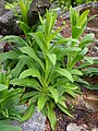 Digitalis lutea, Naparstnica żółta, 2019-05-05