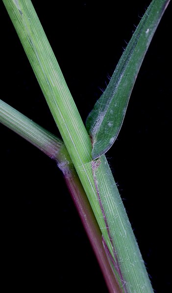 File:Digitaria sanguinalis 15-p.bot-digit.sangui-05.jpg