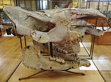 Dihoplus megarhinus skull.jpg