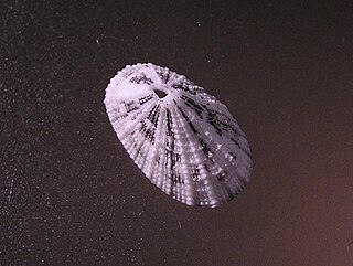 <i>Diodora aguayoi</i> Species of gastropod