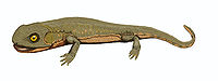 Discosauriscus