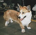 Welsh Corgi, Cardigan, red sable & white