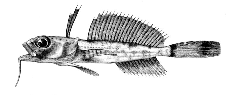 File:Dolloidraco longedorsalis2.jpg