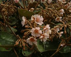 Пти махот (Dombeya ficulnea)