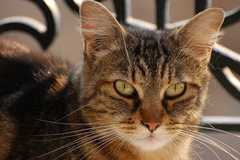 File:Domestic shorthaired cat face.jpg