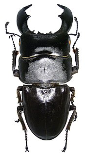 <i>Dorcus titanus</i> The giant stag beetle of the family Lucanidae