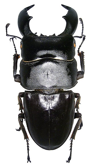<i>Dorcus titanus</i> Giant stag beetle of the family Lucanidae