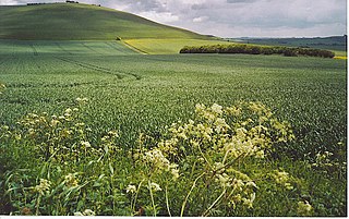 <span class="mw-page-title-main">Milk Hill</span>