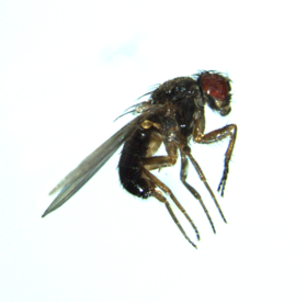 Um macho de D. pseudoobscura.