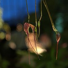 Дракула валлиси в оранжерее Кисэки Но Хоши, Япония.