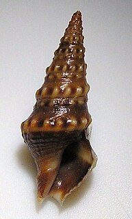 <i>Drillia pyramidata</i> Species of gastropod
