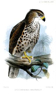 <span class="mw-page-title-main">Congo serpent eagle</span> Species of bird